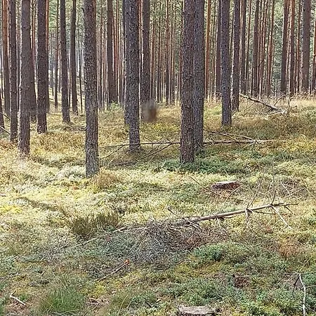 Sloneczny Zakatek 公寓 Sominy