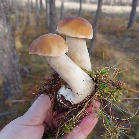Sloneczny Zakatek 公寓 *