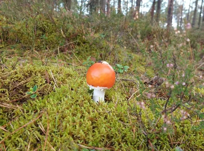 Appartement Sloneczny Zakatek